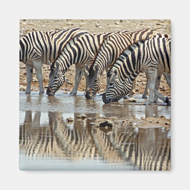 Afrika, Namibia, Etosha NP. Burchells Zebra Magnet (Framsidan)