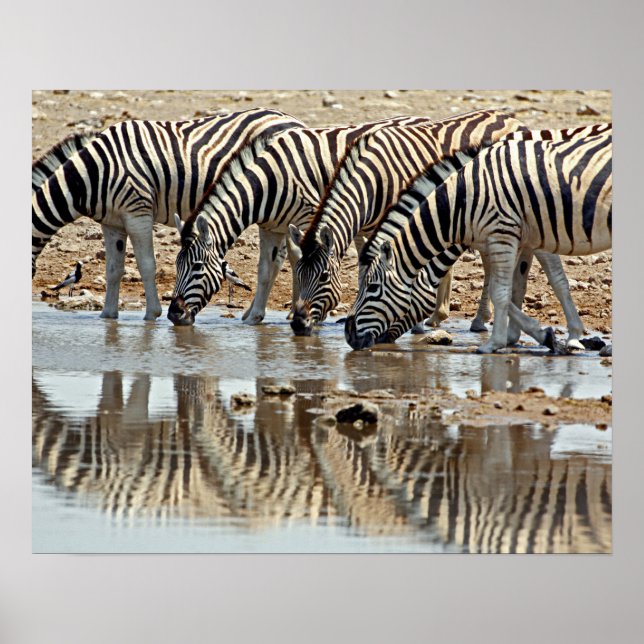 Afrika, Namibia, Etosha NP. Burchells Zebra Poster (Framsidan)