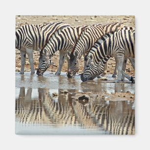 Afrika, Namibia, Etosha NP. Stäppzebror Magnet