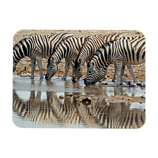 Afrika, Namibia, Etosha NP. Stäppzebror Magnet (Horisontell)