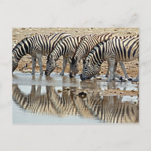 Afrika, Namibia, Etosha NP. Stäppzebror Vykort