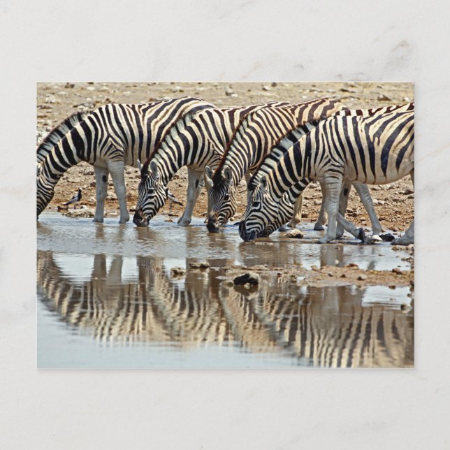 Afrika, Namibia, Etosha NP. Stäppzebror Vykort (Framsida)