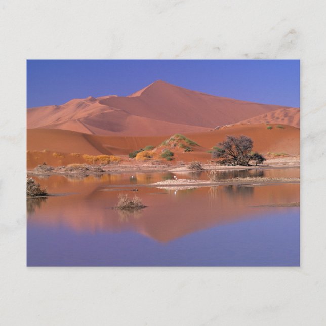 Afrika, Namibia. Namib-Naukluft Park. 2 Vykort (Framsida)