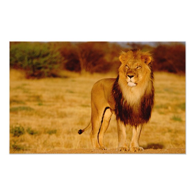 Afrika, Namibia, Okonjima. Ensam hanlejon Fototryck (Framsidan)