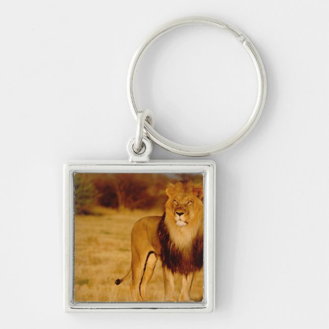 Afrika, Namibia, Okonjima. Ensam hanlejon Fyrkantig Silverfärgad Nyckelring (Framsidan)