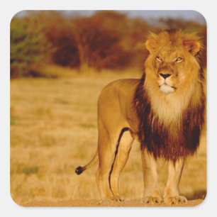 Afrika, Namibia, Okonjima. Ensam hanlejon Fyrkantigt Klistermärke