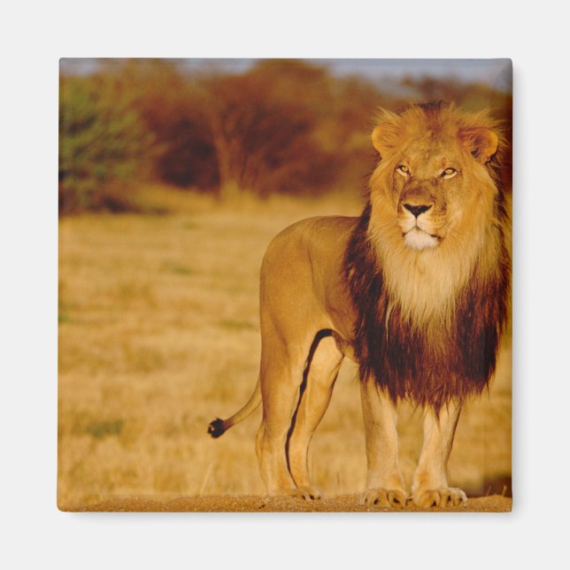 Afrika, Namibia, Okonjima. Ensam hanlejon Magnet (Framsidan)