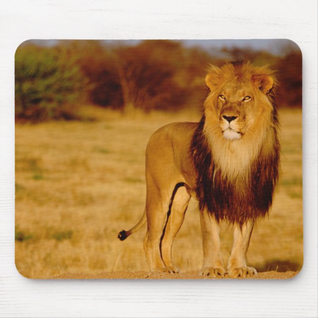 Afrika, Namibia, Okonjima. Ensam hanlejon Musmatta (Framsidan)