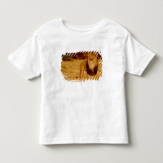 Afrika, Namibia, Okonjima. Ensam hanlejon T Shirt (Framsida)