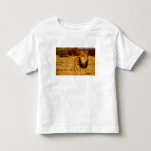 Afrika, Namibia, Okonjima. Ensam hanlejon Tee