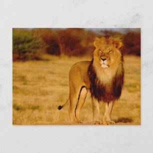 Afrika, Namibia, Okonjima. Ensam hanlejon Vykort