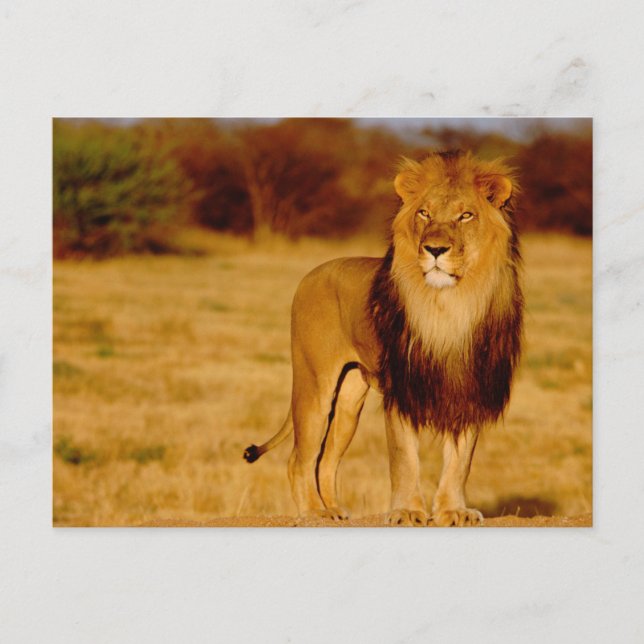 Afrika, Namibia, Okonjima. Ensam hanlejon Vykort (Framsida)
