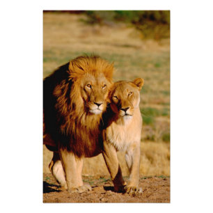 Afrika, Namibia, Okonjima. Lejon & lejoninna Fototryck