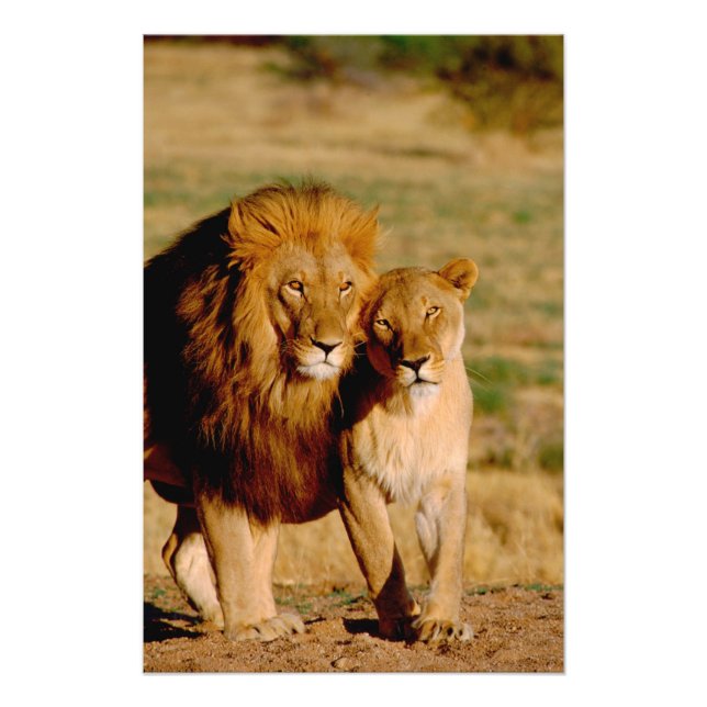 Afrika, Namibia, Okonjima. Lejon & lejoninna Fototryck (Framsidan)