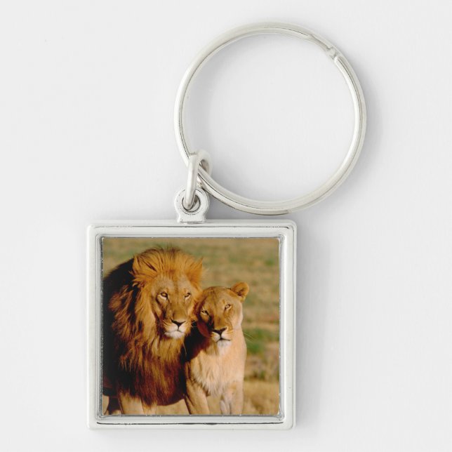 Afrika, Namibia, Okonjima. Lejon & lejoninna Fyrkantig Silverfärgad Nyckelring (Framsidan)
