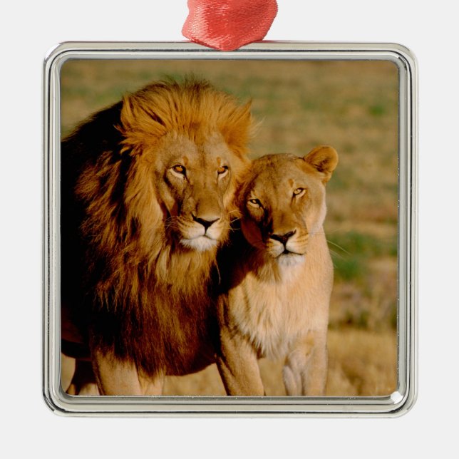 Afrika, Namibia, Okonjima. Lejon & lejoninna Julgransprydnad Metall (Framsidan)