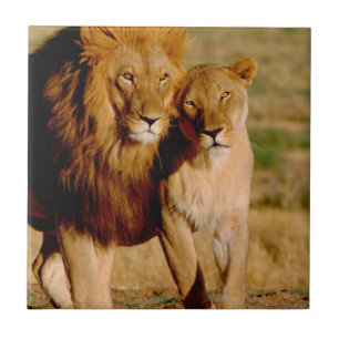 Afrika, Namibia, Okonjima. Lejon & lejoninna Kakelplatta