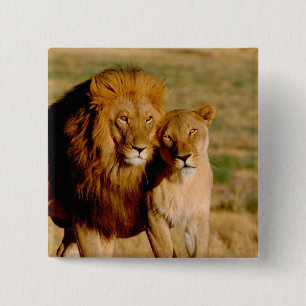 Afrika, Namibia, Okonjima. Lejon & lejoninna Knapp