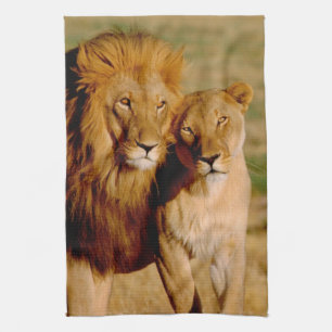 Afrika, Namibia, Okonjima. Lejon & lejoninna Kökshandduk