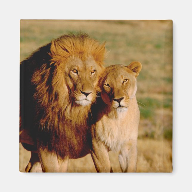 Afrika, Namibia, Okonjima. Lejon & lejoninna Magnet (Framsidan)