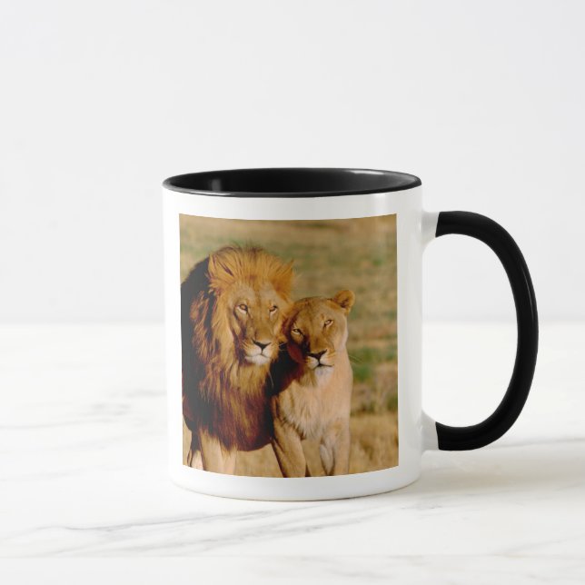 Afrika, Namibia, Okonjima. Lejon & lejoninna Mugg (Höger)