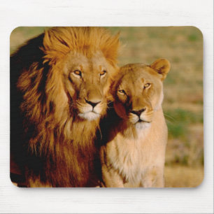 Afrika, Namibia, Okonjima. Lejon & lejoninna Musmatta