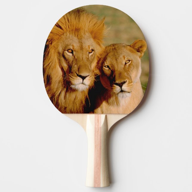 Afrika, Namibia, Okonjima. Lejon & lejoninna Pingisracket (Framsidan)