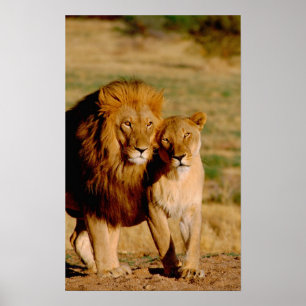 Afrika, Namibia, Okonjima. Lejon & lejoninna Poster