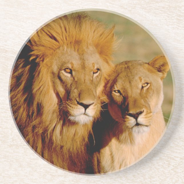 Afrika, Namibia, Okonjima. Lejon & lejoninna Underlägg Sandsten (Framsidan)