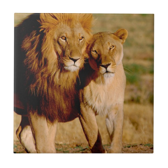 Afrika, Namibia, Okonjima. Lejon och leonfri Kakelplatta (Framsidan)