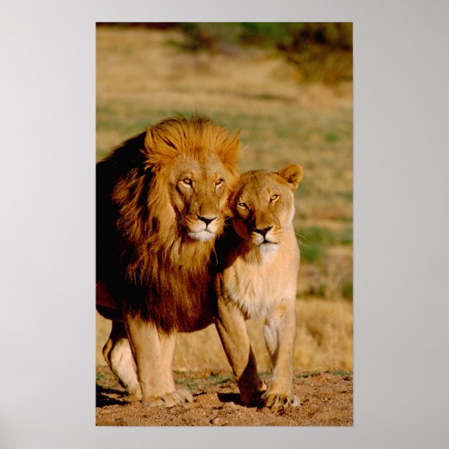 Afrika, Namibia, Okonjima. Lejon och leonfri Poster (Framsidan)