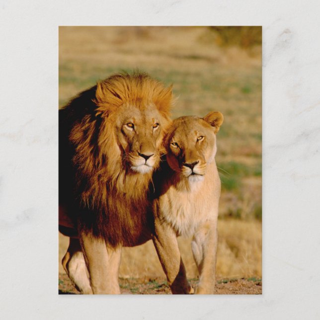Afrika, Namibia, Okonjima. Lejon och leonfri Vykort (Framsida)