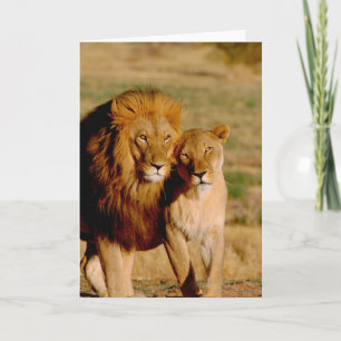 Afrika, Namibia, Okonjima. Lejonare och lionfri Kort