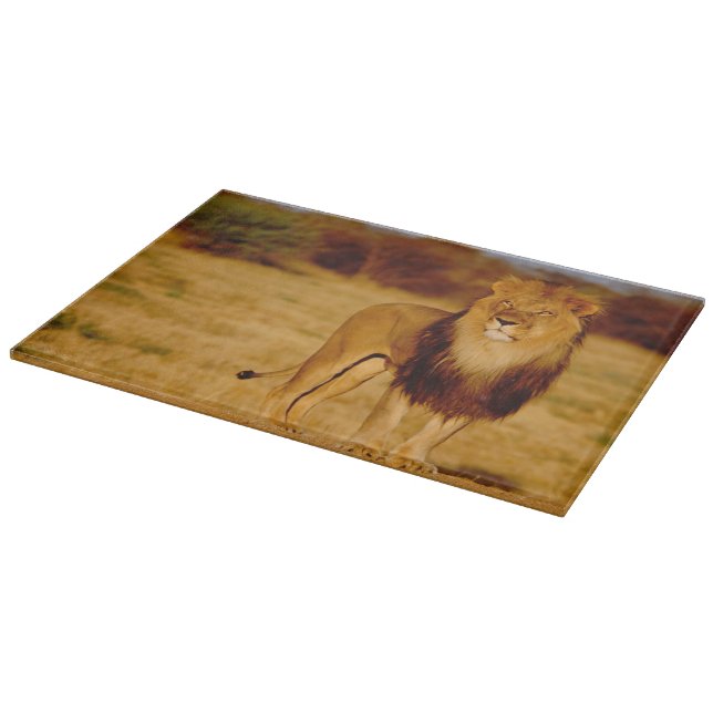 Afrika Namibia, Okonjima. Lone male lejont (Hörn)