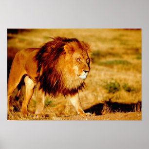 Afrika Namibia, Okonjima. Lone male lion. Poster