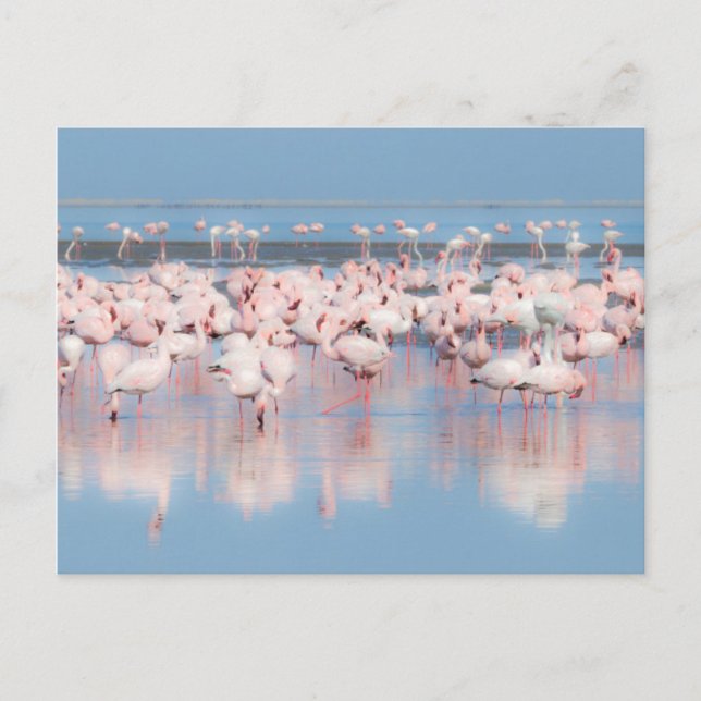Afrika, Namibia, Walvis Bay Vykort (Framsida)
