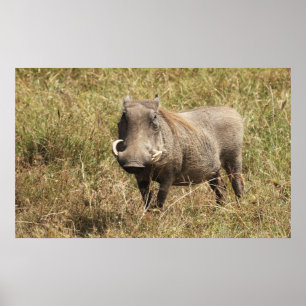 Afrika - Nasenschwein Poster