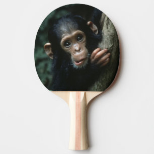 Afrika, Östafrika, Tanzania, Gombe National 2 Pingisracket