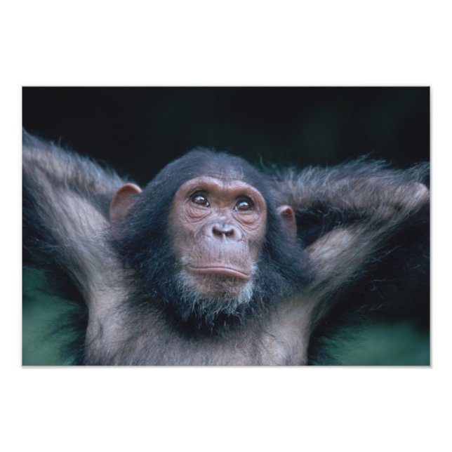 Afrika, Östafrika, Tanzania, Gombe National Fototryck (Framsidan)