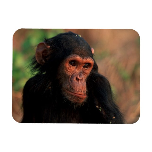 Afrika, Östafrika, Tanzania Magnet (Horisontell)