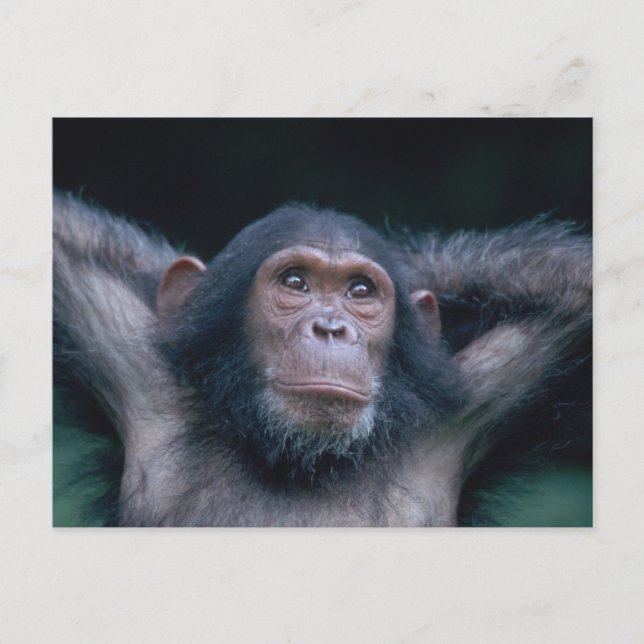 Afrika, Öster Afrika, Tanzania, Gombe National 2 Vykort (Framsida)