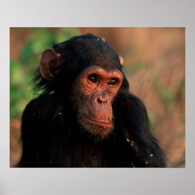 Afrika, Öster Afrika, Tanzania, Gombe National 4 Poster (Framsidan)