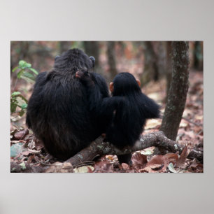 Afrika, Öster Afrika, Tanzania, Gombe National Poster