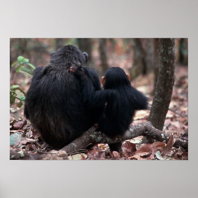 Afrika, Öster Afrika, Tanzania, Gombe National Poster (Framsidan)