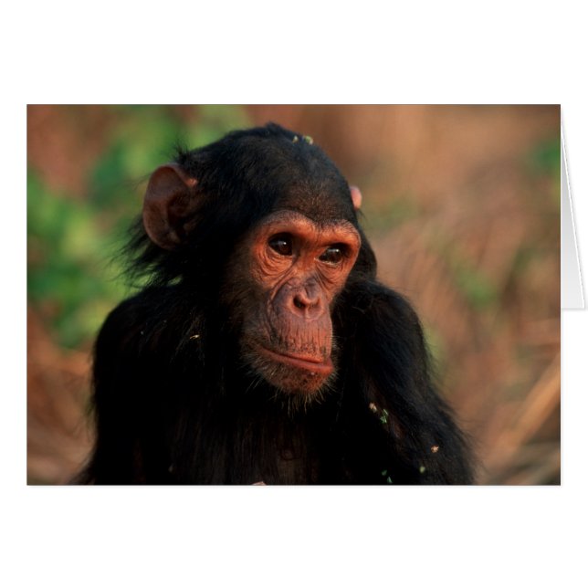 Afrika, Öster Afrika, Tanzania Hälsningskort (Framsidan Horizontal)