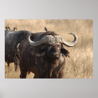 Afrika - Ox med stort horn Poster