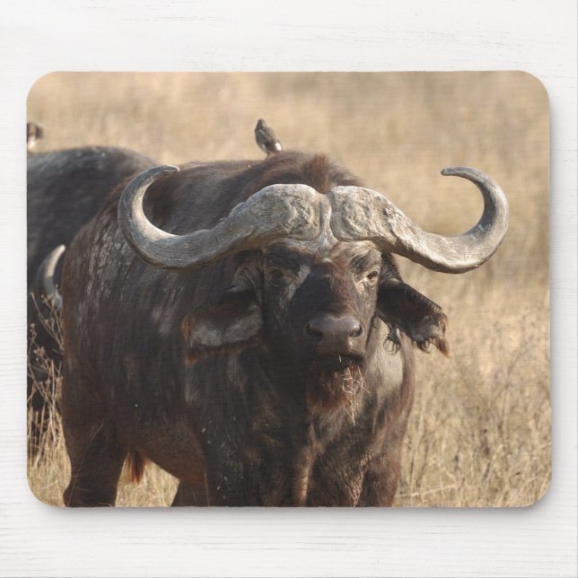 Afrika - oxen med stora horn musmatta (Framsidan)