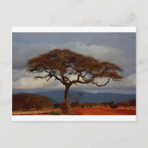 Afrika Safari Nature Savanna Destiny Personalize Vykort