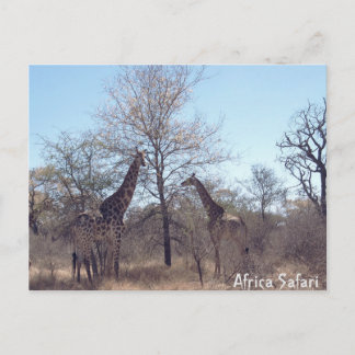 Afrika Safari Vykort