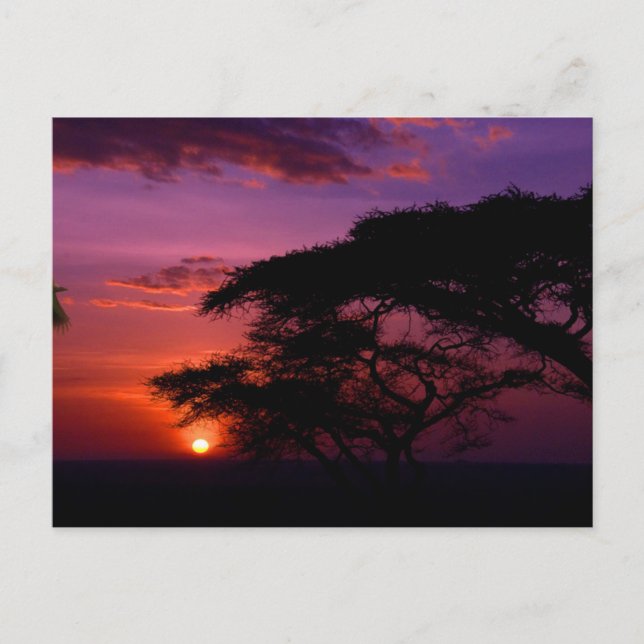 AFRIKA: Serengeti Sunset Vykort (Framsida)